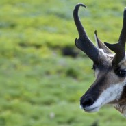 Desktops: Antelope