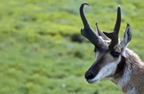 Desktops: Antelope