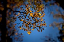 Desktops: Autumn