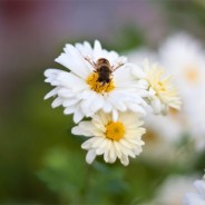 Desktops: Bee