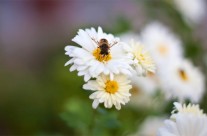 Desktops: Bee