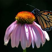 Desktops: Butterfly