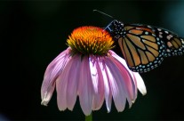 Desktops: Butterfly