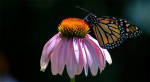 butterfly