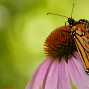 Desktops: Butterfly 2