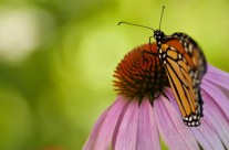 Desktops: Butterfly 2