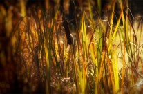Desktops: Cattails