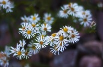 Desktops: Daisies
