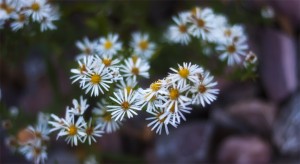 daisies