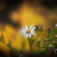 Desktops: Daisy