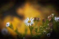 Desktops: Daisy
