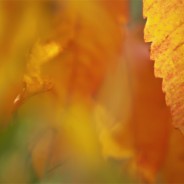 Desktops: Leaf