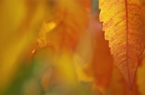 Desktops: Leaf