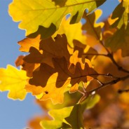 Desktops: Leaves