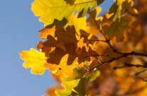 Desktops: Leaves