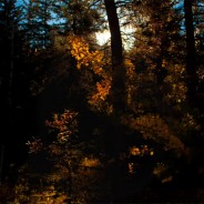 Desktops: Light
