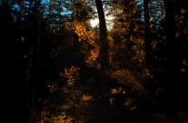 Desktops: Light
