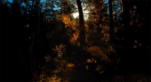 light