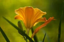 Desktops: Lily