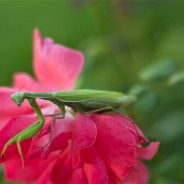 Desktops: Mantis